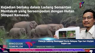 Pekerja Ladang Meninggal Dunia Selepas Tiga Hari Dipijak Gajah Liar