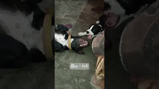 Lucy and Ruby ♥️#youtubeshorts #pitbulldoglover #trending #doglove