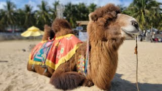 CAMELS ON THE BEACH IN CHINA...WHAT THE!!!? #china #hainan #travelingchina #wanning