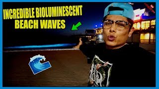 Bioluminescent Waves | Glowing Neon Blue Waves at SoCal Beaches