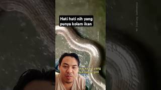 Bukan nya ikan yang di panen malah ular kadut #snake #kolambesar #ular #ularindonesia