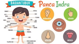 Panca Indra | Edukasi Anak | Macam macam panca Indra