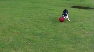 Border Collie Max again.