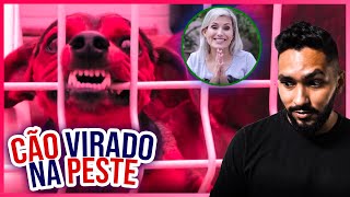 COMO ENSINAR CACHORRO AGRESSIVO... ADESTRAMENTO