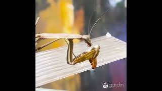 Adult Praying Mantis Eating a Mealworm (2024)