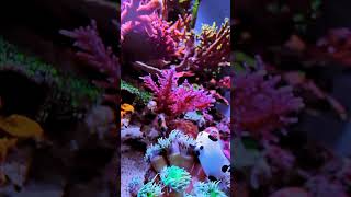 coral setup #shorts #aquarium #trending