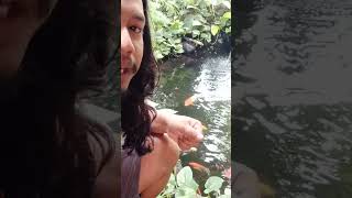 kasih makan ikan koi d blombang  #banyuwangi