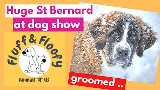 Huge Saint Bernard at dog show! Fluffy St. Bernard being brushed & blown all over! #shorts