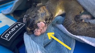 Ocean Heroes: Remarkable Sea Turtle Rescues You Must See!