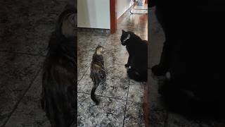 Dos gatos se están peleando #shortvideo #cat  #animals