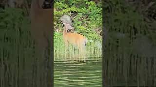 Why is this Deer in the Lake?