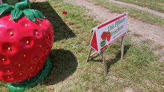 Bersepeda ke kebun strawberry di Jerman