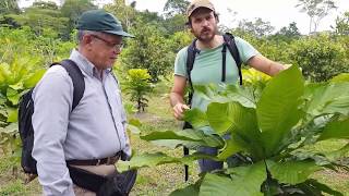 CHOPÉ - Diários da agrofloresta