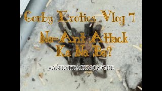 Na-Ant Attack Ka Na Ba? | Gorby Exotics Vlog 7