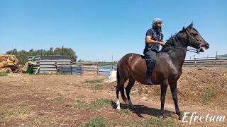 حرارة الخيل العربية البربرية