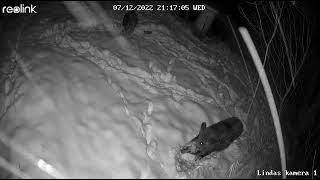 Funny Hog in the Snow Looking for Food/Mežacūka sniegā