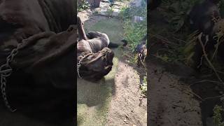 Нападение на хвост неаполитанский мастиф./Attack on the tail of a Neapolitan Mastiff.#shorts