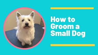 How to Groom a Small Dog