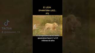 LEON (PHANTERA LEO) #leones #animals #ParatiViral  #tiktoks #historias #selva #phanter #depredador