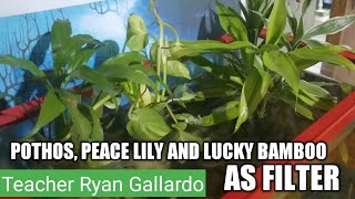 Aquarium Plant Filter : Pothos, Peace Lily And Lucky Bamboo ll Teacher Ryan Gallardo