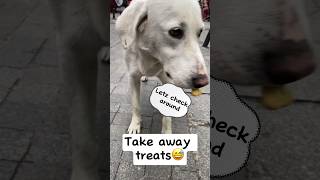 What did dog do with treat? 😅😂 #straydogs #funnydogs #cute