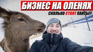 Миллионный Бизнес на Оленеводстве. Сколько Стоят Панты? / Антон Пермяков