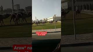 camel at doha qatar #ofwqatar