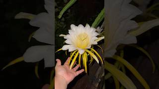 Captured Dragon Fruit Blooming moment #dragonfruit  #trending  #vlog #shorts #fruit #flowers #wow