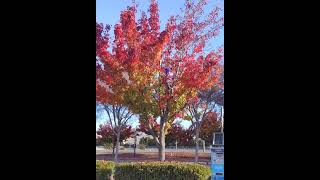 Fall colors tree climb