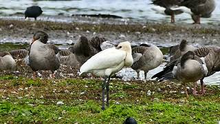 Spoonbill resting