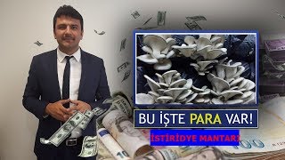 istiridye(kavak) mantarı nasıl yetiştirilir