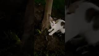 Cats 🐈 #shorts #viral #cats #catslover #catsvideo #catsofyoutube#catshorts #iphone14promax #uae