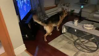 German Shepherd acts weird when excited