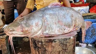 Giant Catfish Cutting Skills Live In BD Fish Market।  Big Fish Cutting Skills