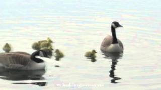 Nesting, Ducklings, Goslings and Warblers