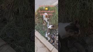 SO MANY CUTE KITTENS FUNNY #cat #sort #vidio viral