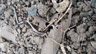 Il y a bien des serpents à Tahiti #snake #nature #tahiti