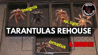 Rehousing and Feeding some adult tarantulas!! (Pamphobeteus and Xenesthis)