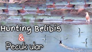 Hunting belibis dan pecuk