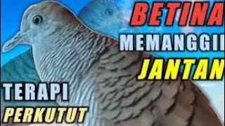 perkutut lokal gacor suara perkutut betina memanggil jantan 100% MEMIKAT Langsung NYAUT MANGGUNG