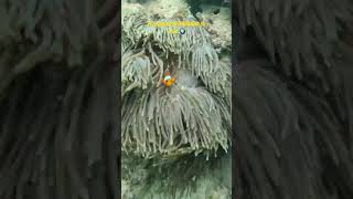 Los peces payaso son muy territoriales y si te acercas a su territorio se plantarán ante ti #short