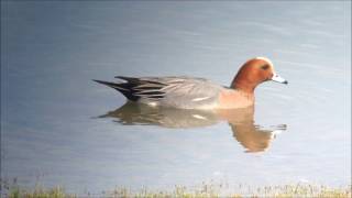 Les oiseaux et le renard du Lac du Der (France)