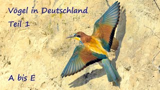 Vögel in Deutschland_ A bis E_Bildershow