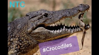 Death Smelling creatures #Crocodiles