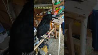 BLACK JAGAL PAPUA BERKOKOK SEPERTI Ayam #shorts