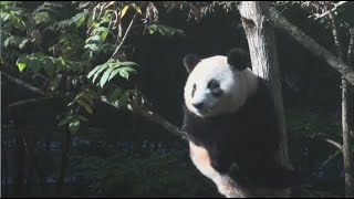 Why do giant pandas bark like other animals    Pandaful Q&A