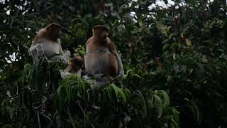 The proboscis monkey is endemic to the island of Borneo #tanjungputing #indonesiaorangutantours