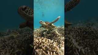 Underwater photography 🥶 #shorts #ocean