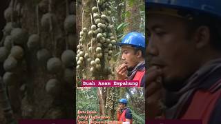 BUAH ASAM EMPAHUNG Baccaurea sp HUTAN KALIMANTAN