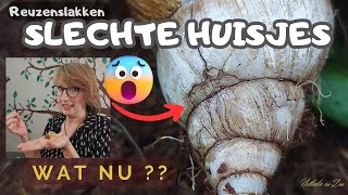 Huisje ziet er heel slecht uit!!! Reuzenslakken